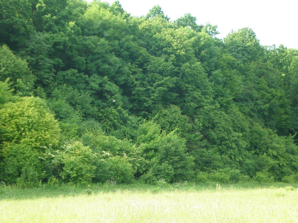 Бруслинів з panoramio.com - Бруслинів