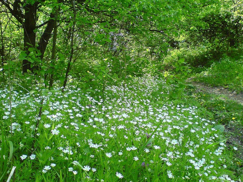 Червоний Прапор з panoramio.com - Червоний Прапор