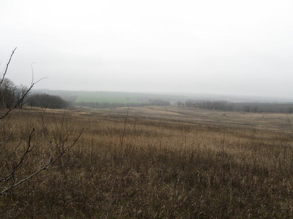 Роза з panoramio.com - Роза