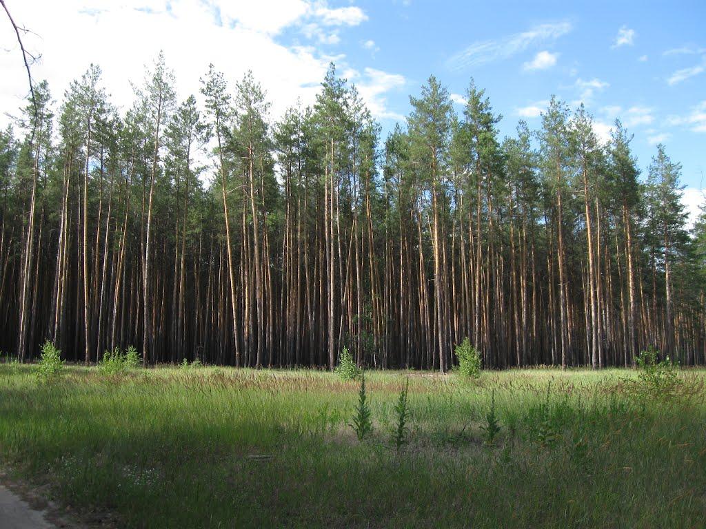 Старий Караван з panoramio.com - Старий Караван