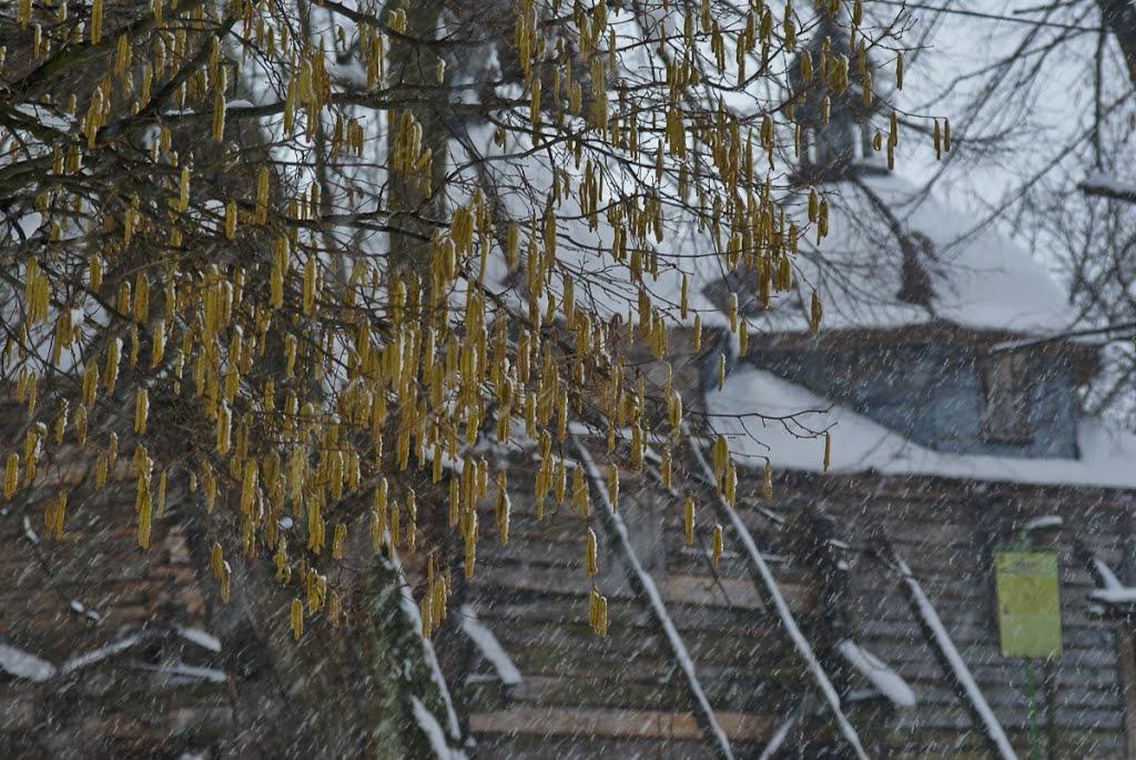 Великі Макари з panoramio.com - Великі Макари