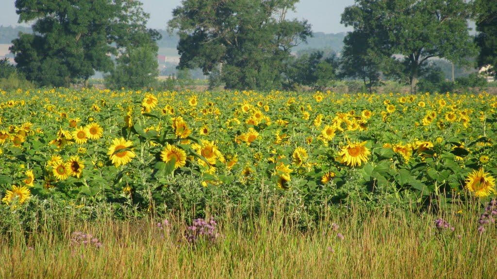 Грибівка з panoramio.com - Грибівка