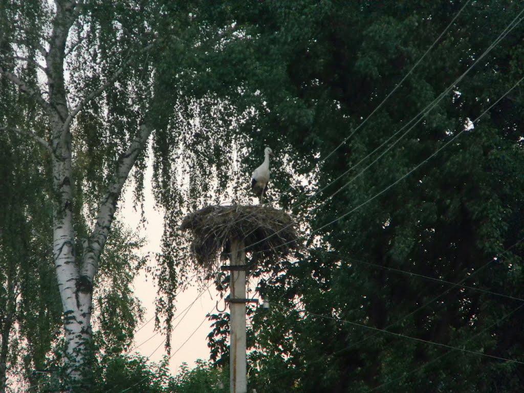 Білозір'я з panoramio.com - Белозерье