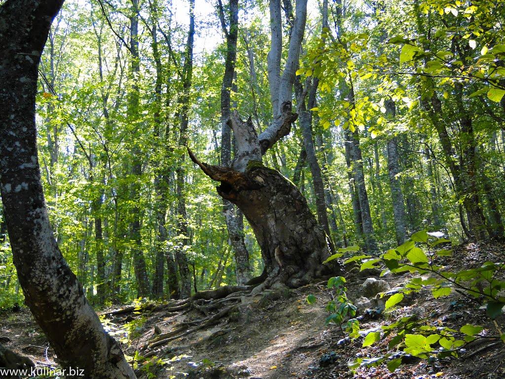 Генеральське з panoramio.com (ч.3) - Generalske
