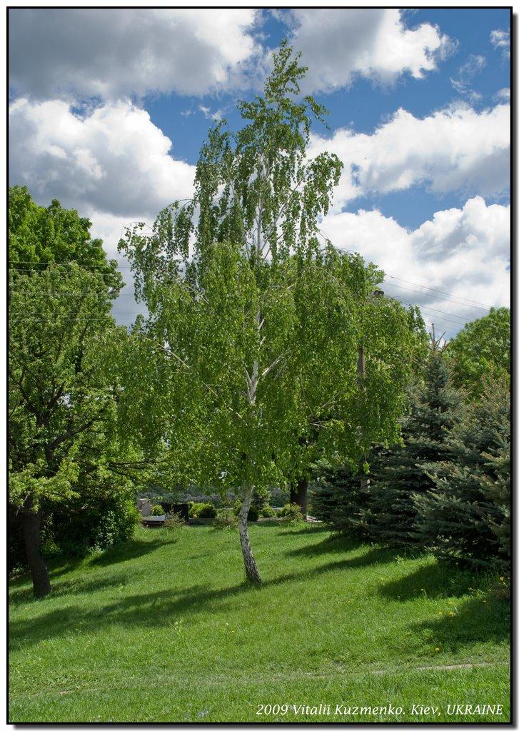 Корсунь-Шевченківський з panoramio.com - Корсунь-Шевченковский