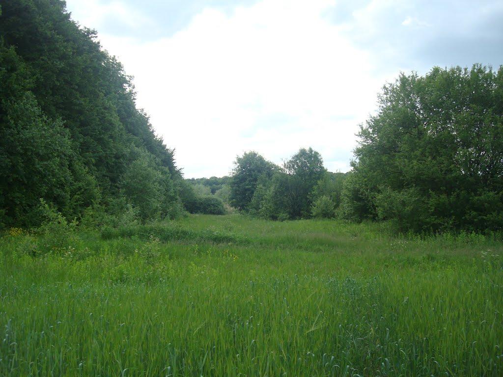 Ставчани з panoramio.com - Ставчаны