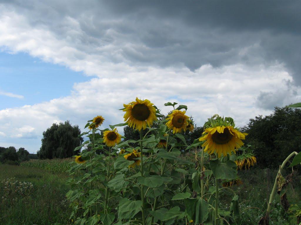 Смичин з panoramio.com - Смичин