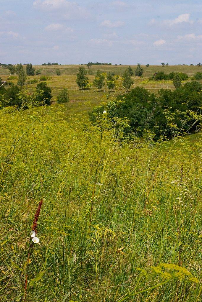 Черкаська Лозова з panoramio.com - Черкаська Лозова