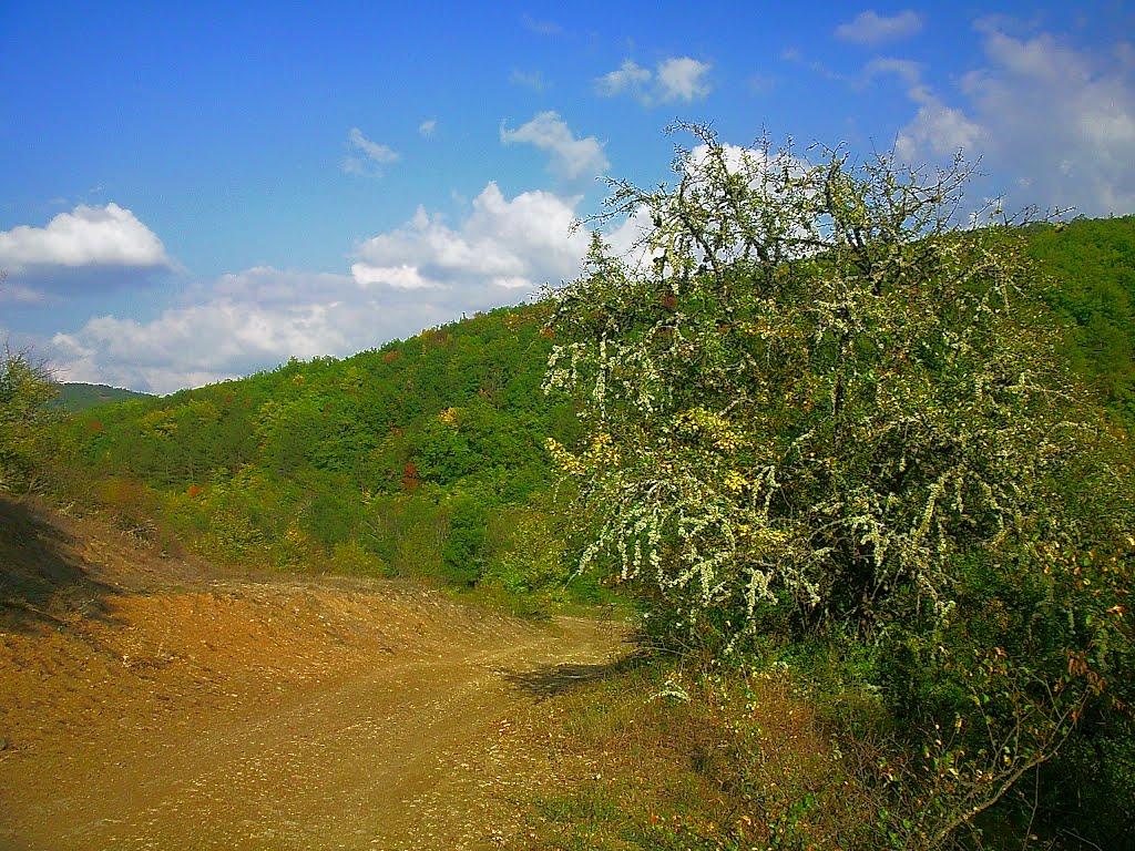 Богатир з panoramio.com - Богатир