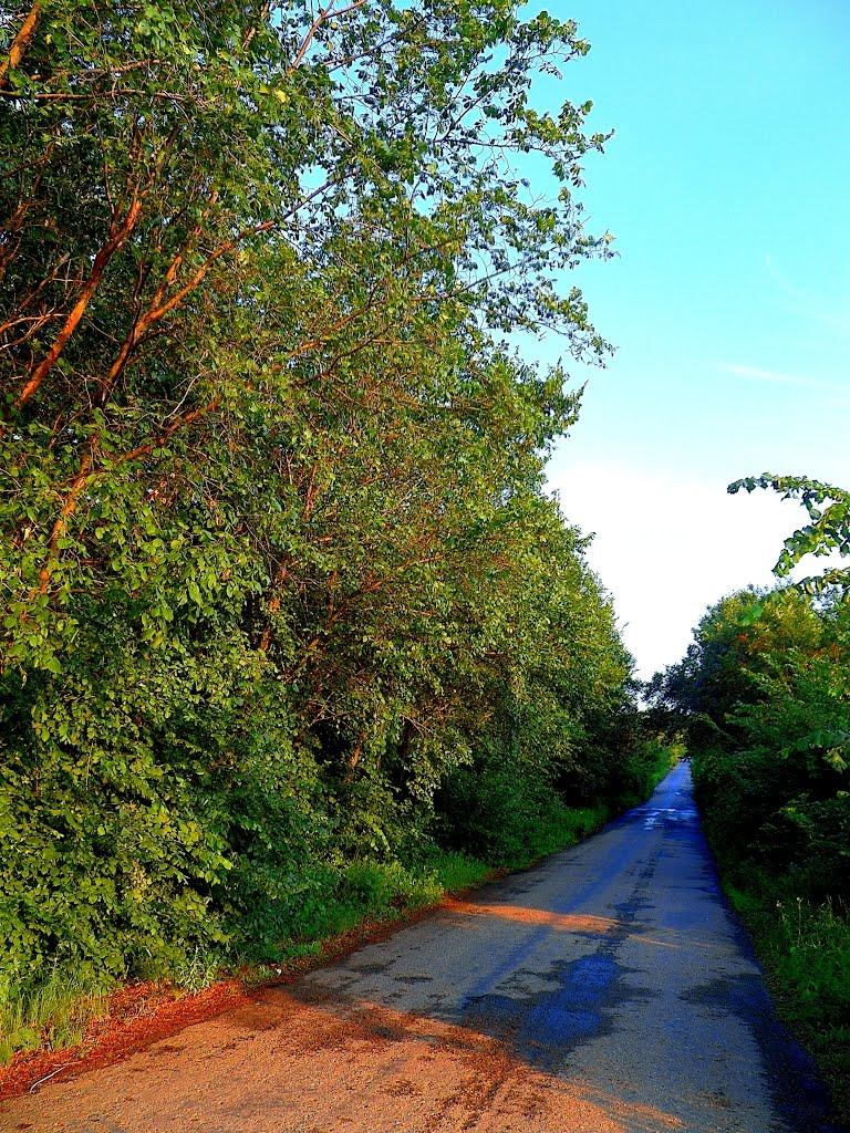 Шимшинівка з panoramio.com - Шимшинівка