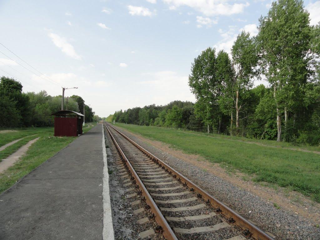 Красний Бір з panoramio.com - Красний Бір