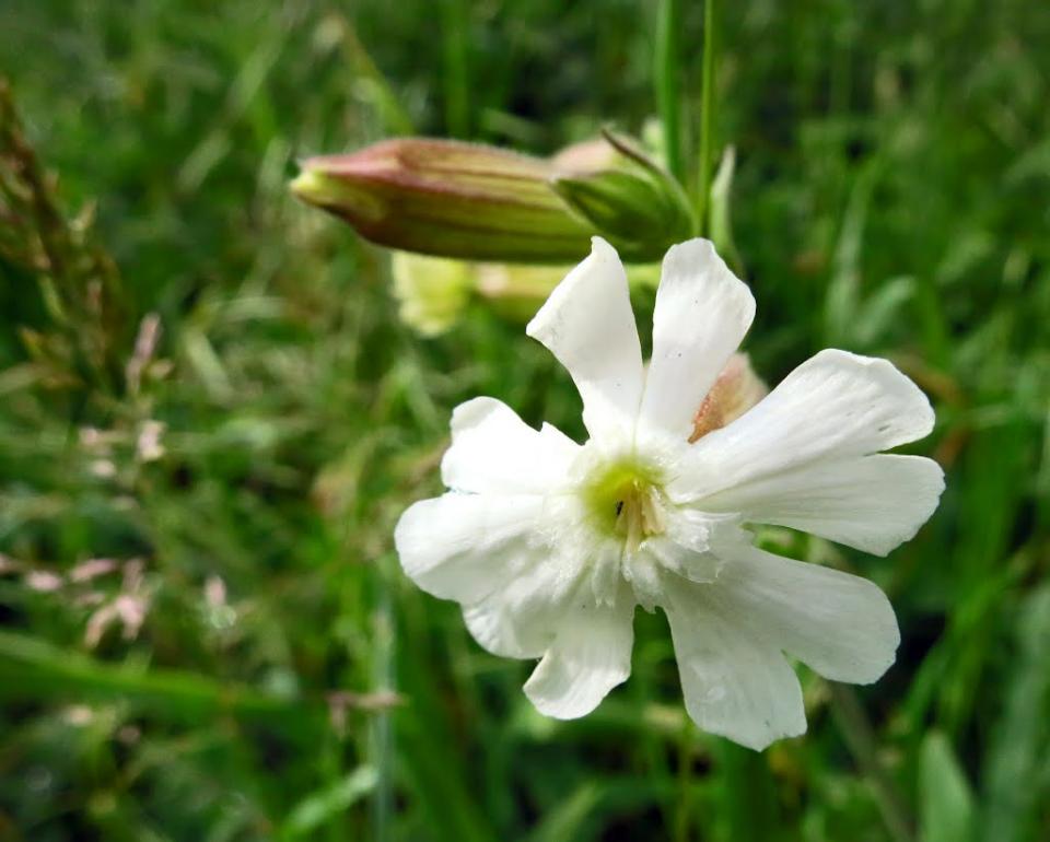 Перевалівка з panoramio.com - Перевалівка