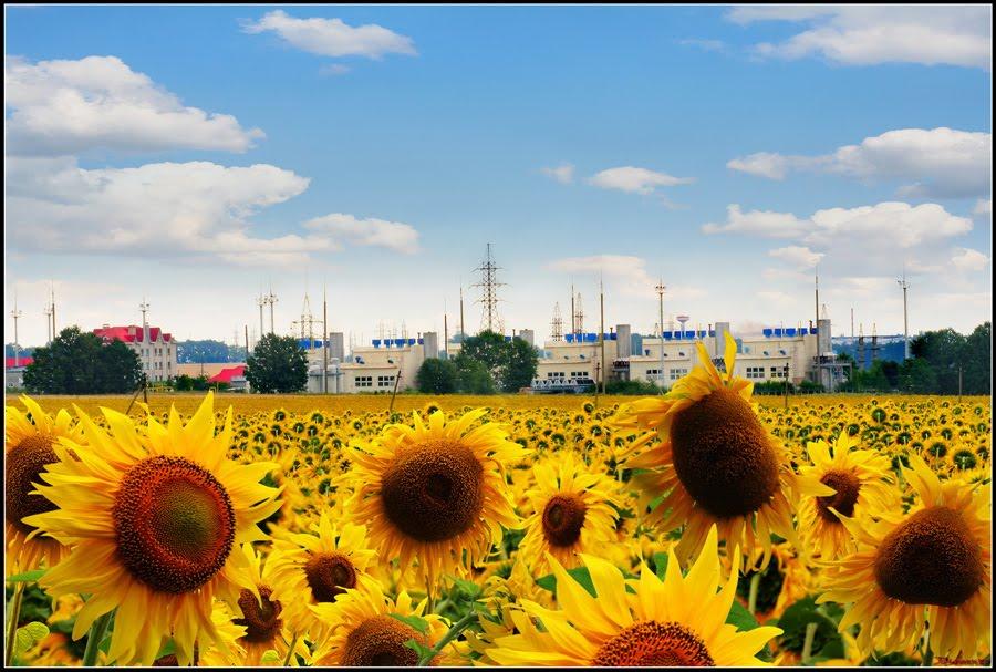 Гриценкове з panoramio.com - Гриценково