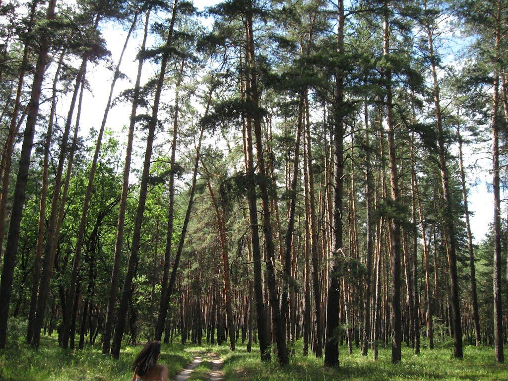 Пискунівка з panoramio.com - Пискунівка