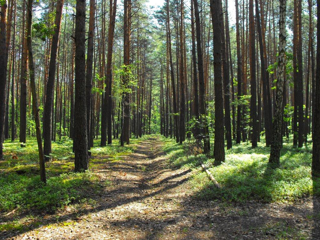 Меньківка з panoramio.com - Меньковка