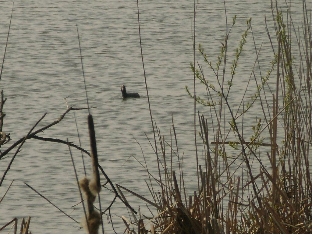 Жуківка з panoramio.com - Жуківка