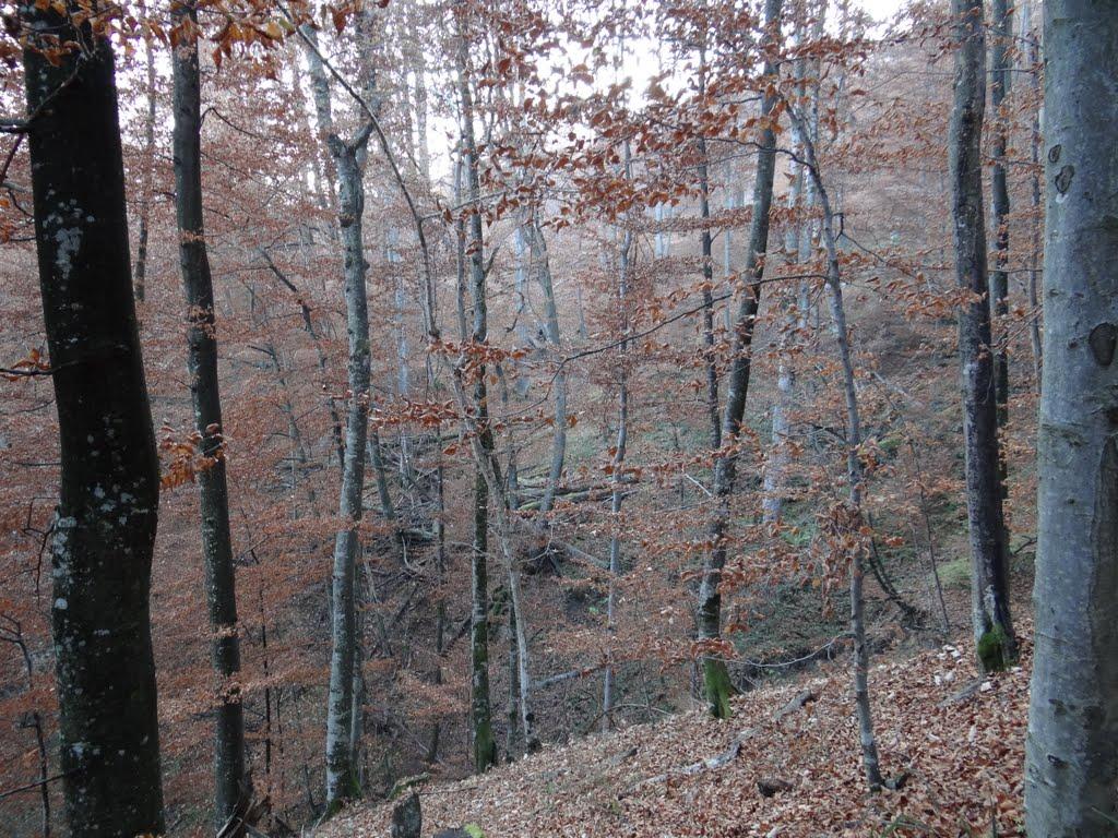 Хмелів з panoramio.com - Хмелів