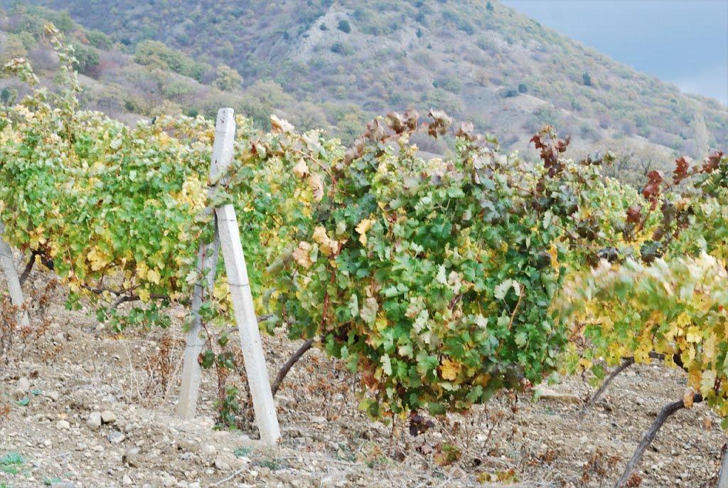 Долина з panoramio.com - Долина