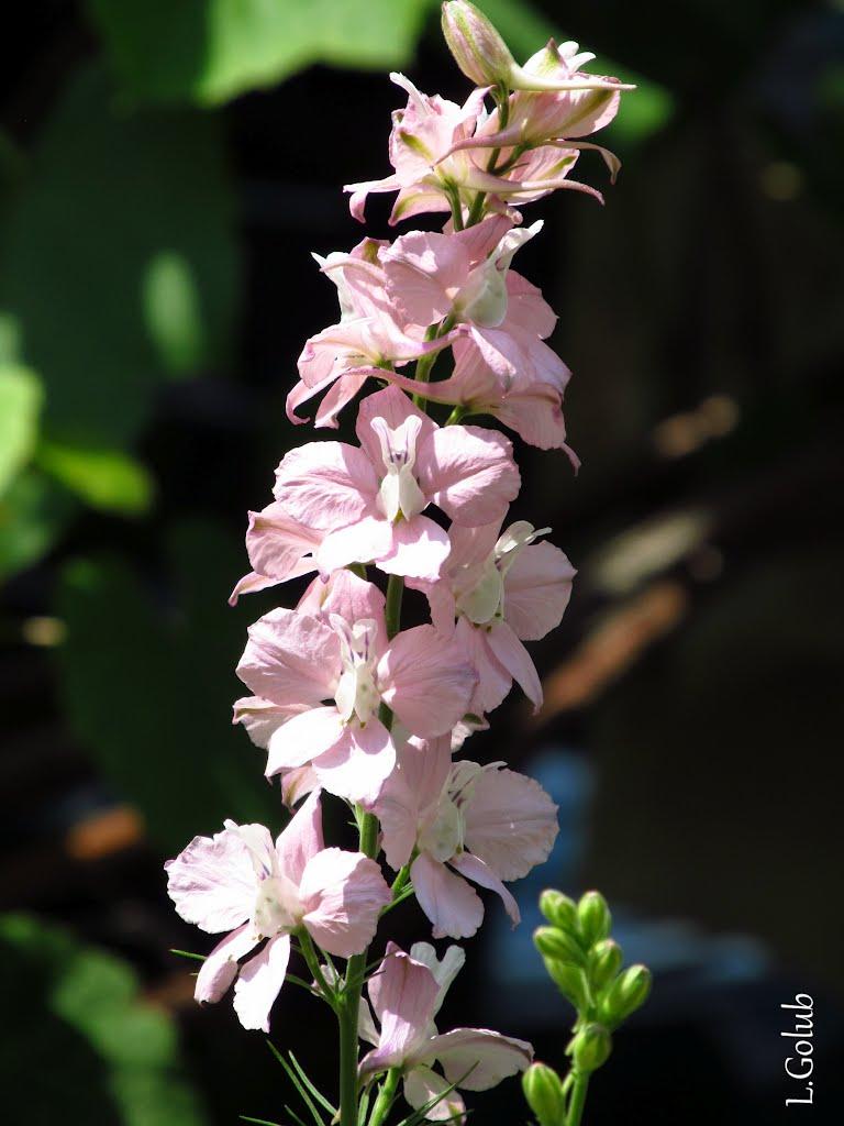 Смига з panoramio.com - Смига