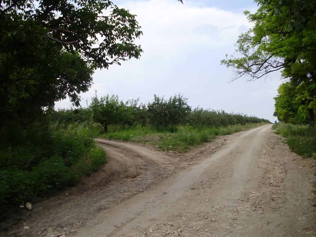 Дмитрашківка з panoramio.com - Дмитрашківка