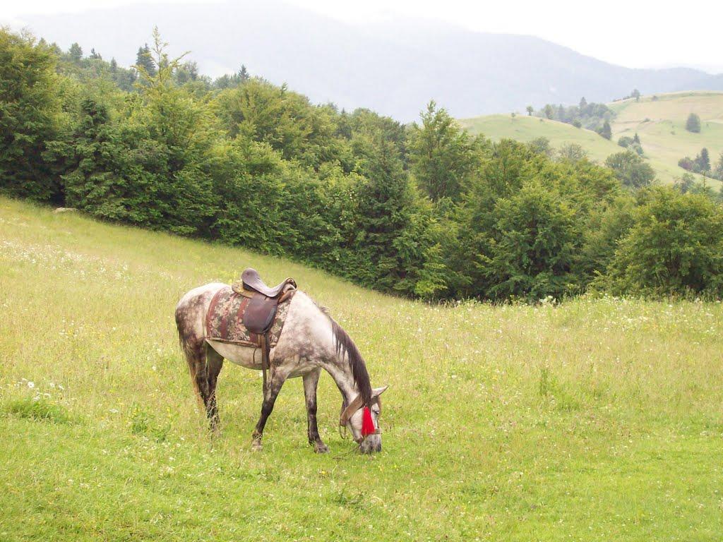 Синевир з panoramio.com - Синевир