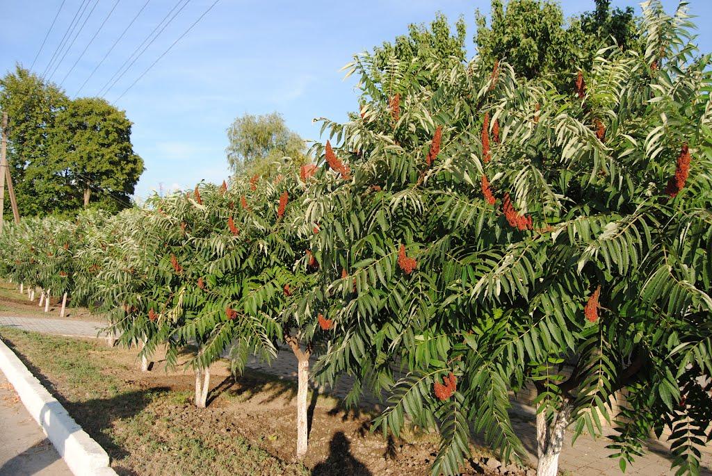 Балаклія з panoramio.com - Балаклія