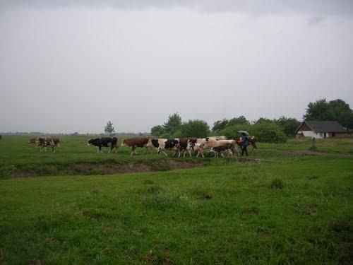Волосів з panoramio.com - Волосів