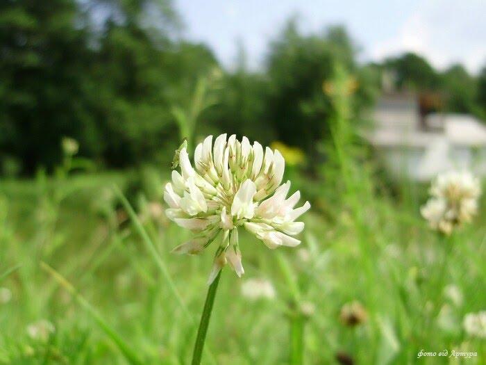Ліски з panoramio.com - Лески