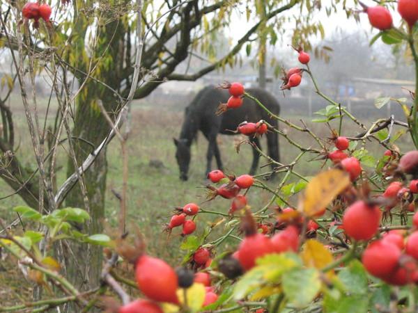 Ставкове з panoramio.com - Ставкове