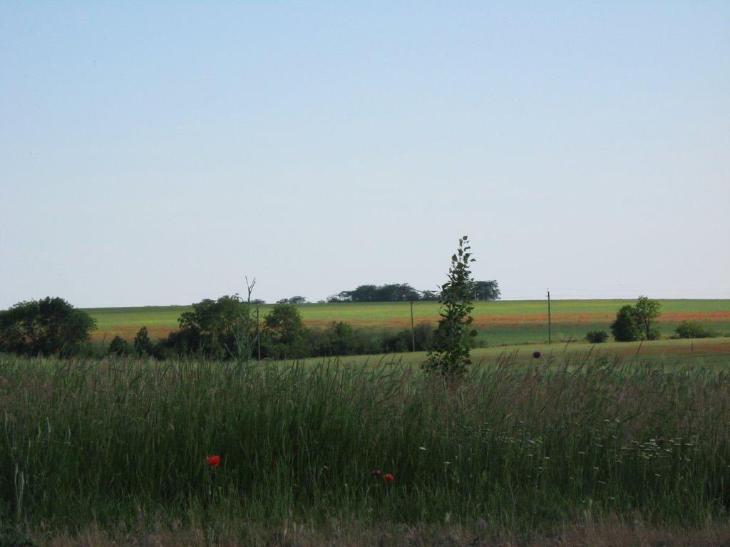 Комінтернівське з panoramio.com - Комінтернівське