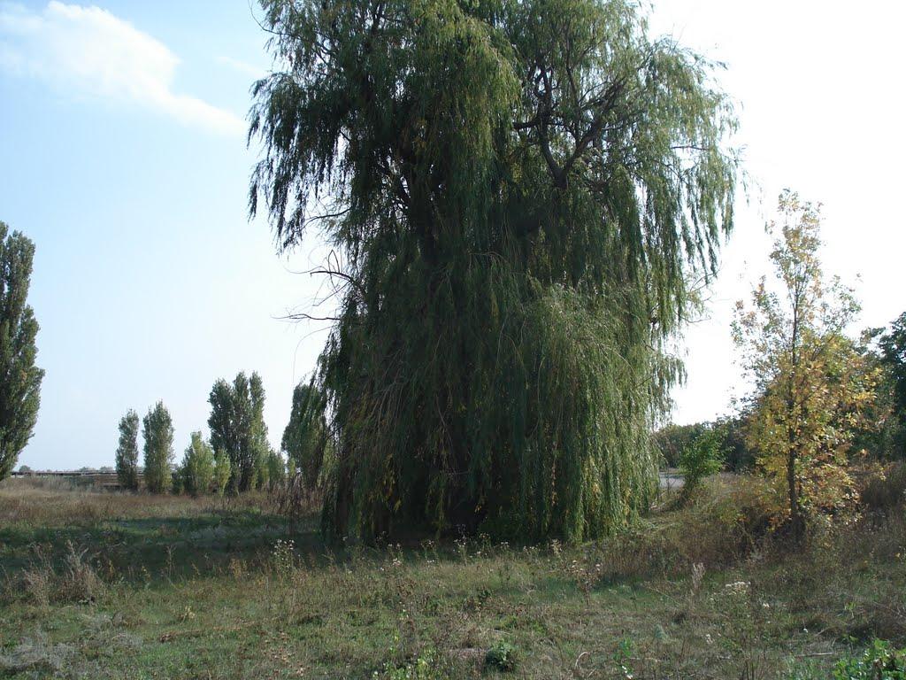 Червоногірка з panoramio.com - Червоногорка