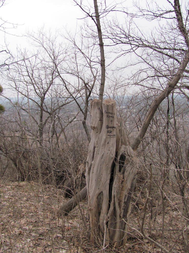 Святогірськ з panoramio.com - Святогорск