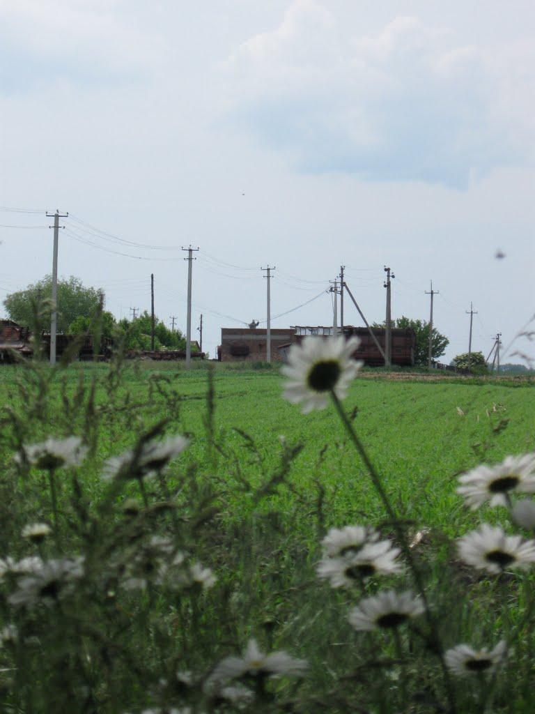 Ленінське з panoramio.com - Ленинское