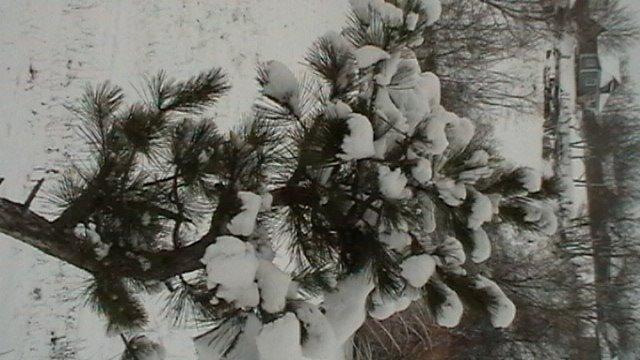 Тростянець з panoramio.com - Тростянець