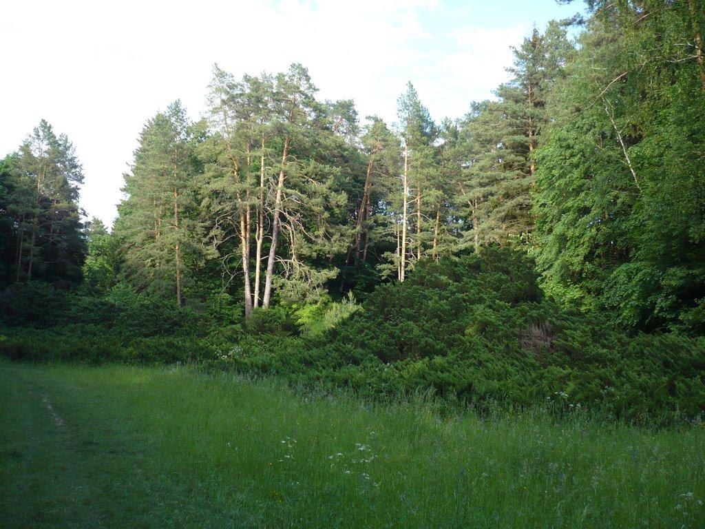 Васьківці з panoramio.com - Васьківці