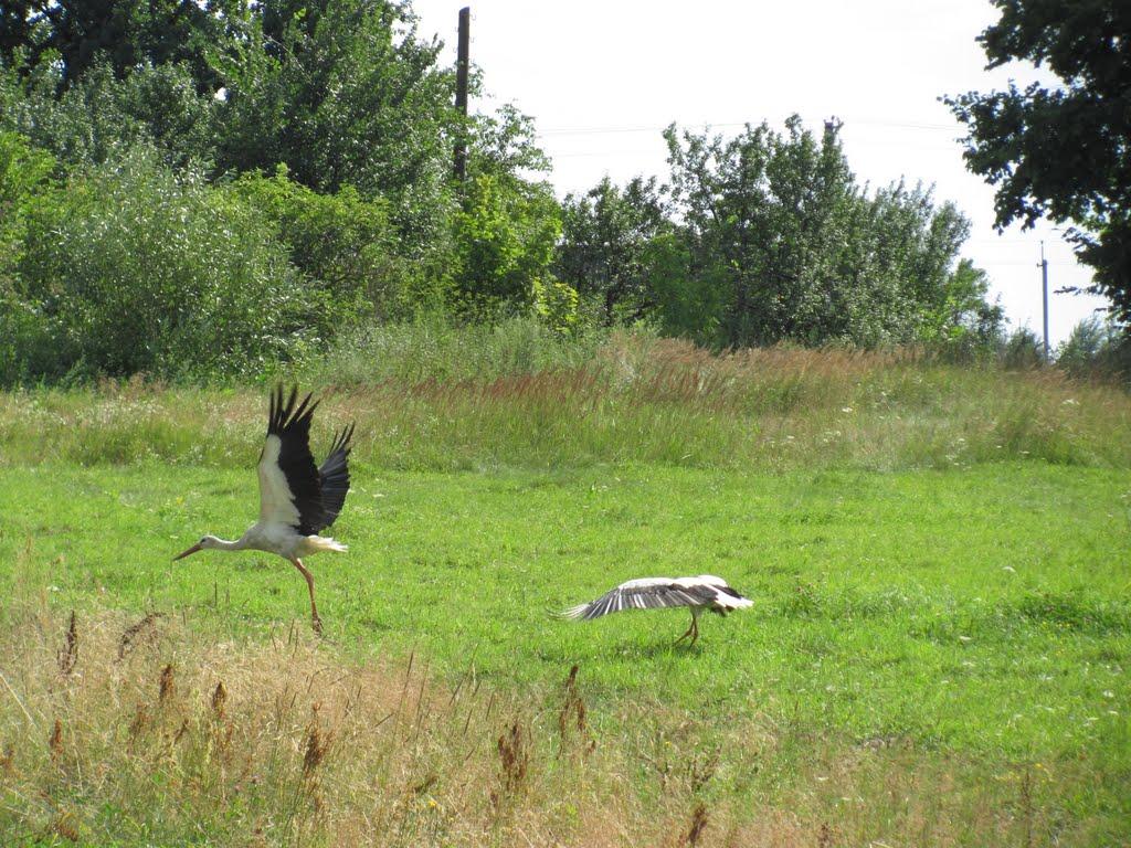 Ясногірка з panoramio.com - Ясногірка