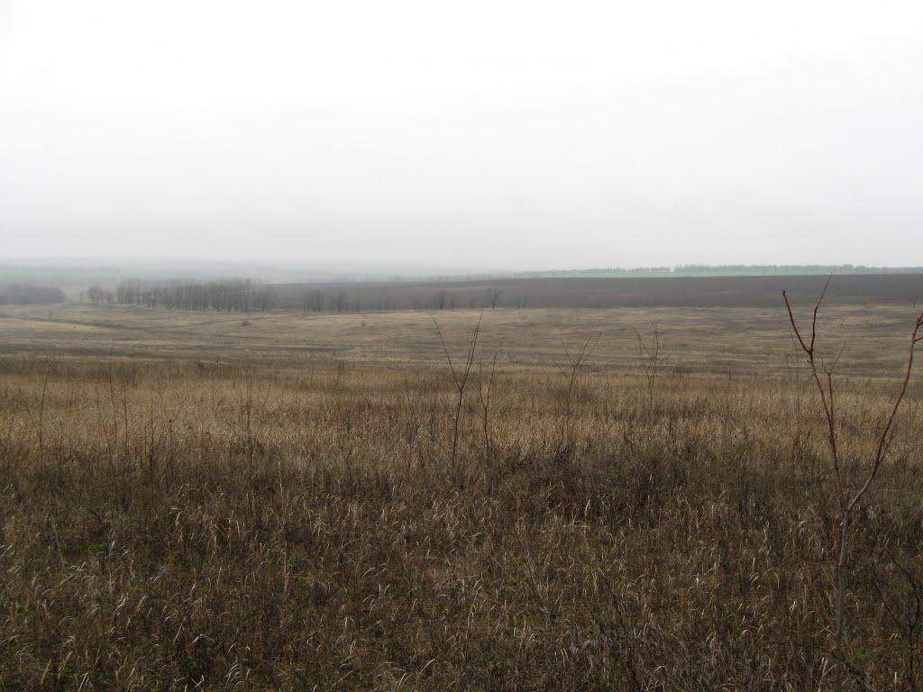 Роза з panoramio.com - Роза