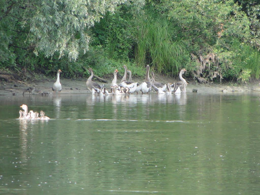 Чернацьке з panoramio.com - Chernatske