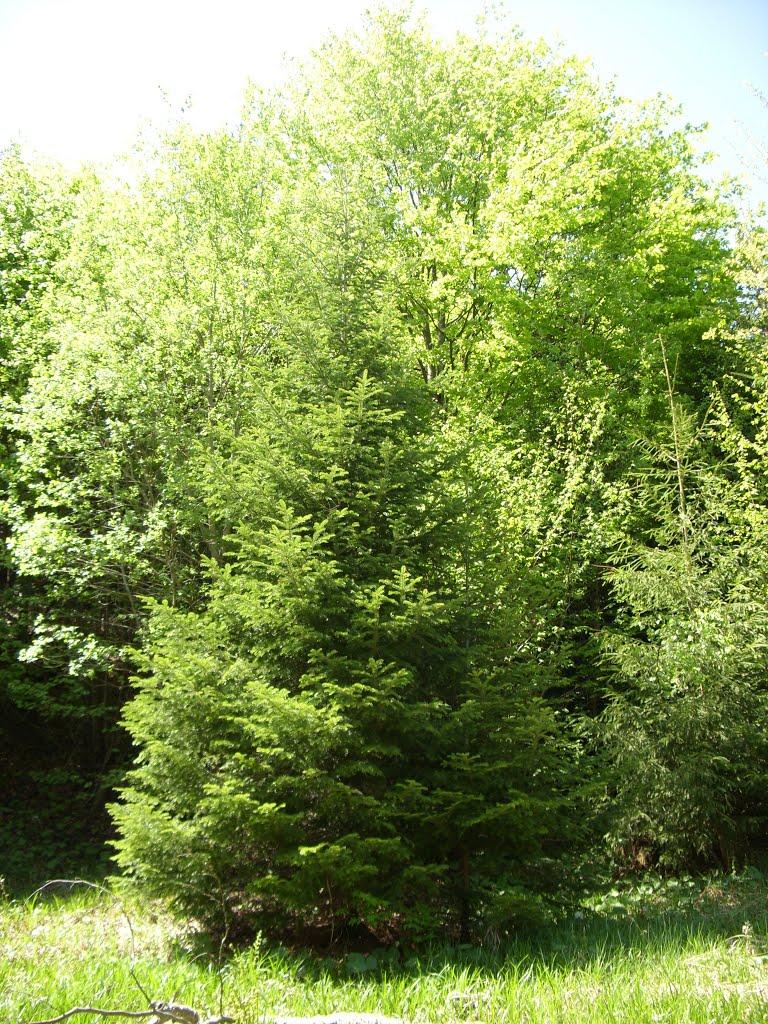 Фальків з panoramio.com (ч.2) - Фальків