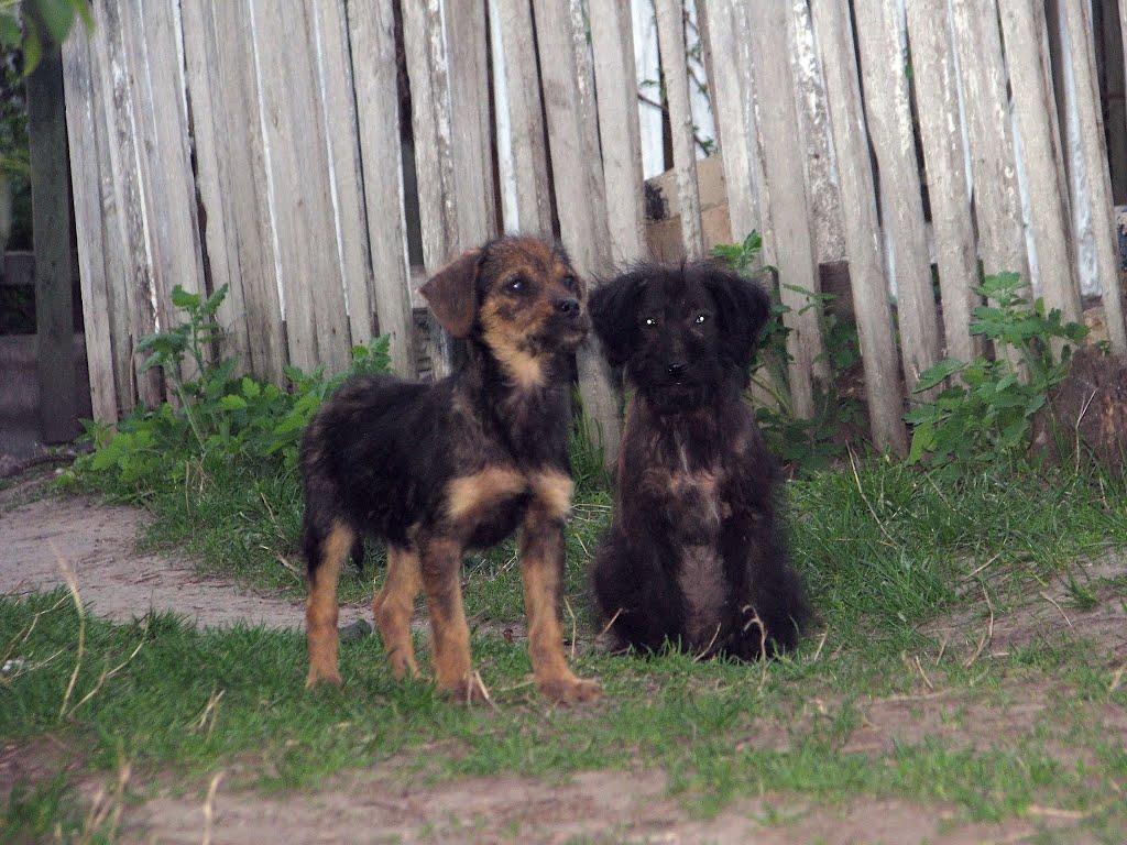 Фастів з panoramio.com (ч.2) - Фастов