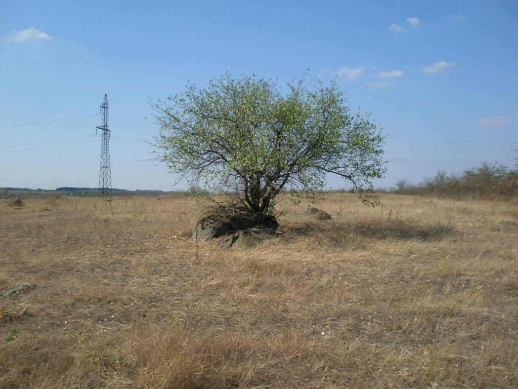 Синюхин Брід з panoramio.com - Синюхин Брод