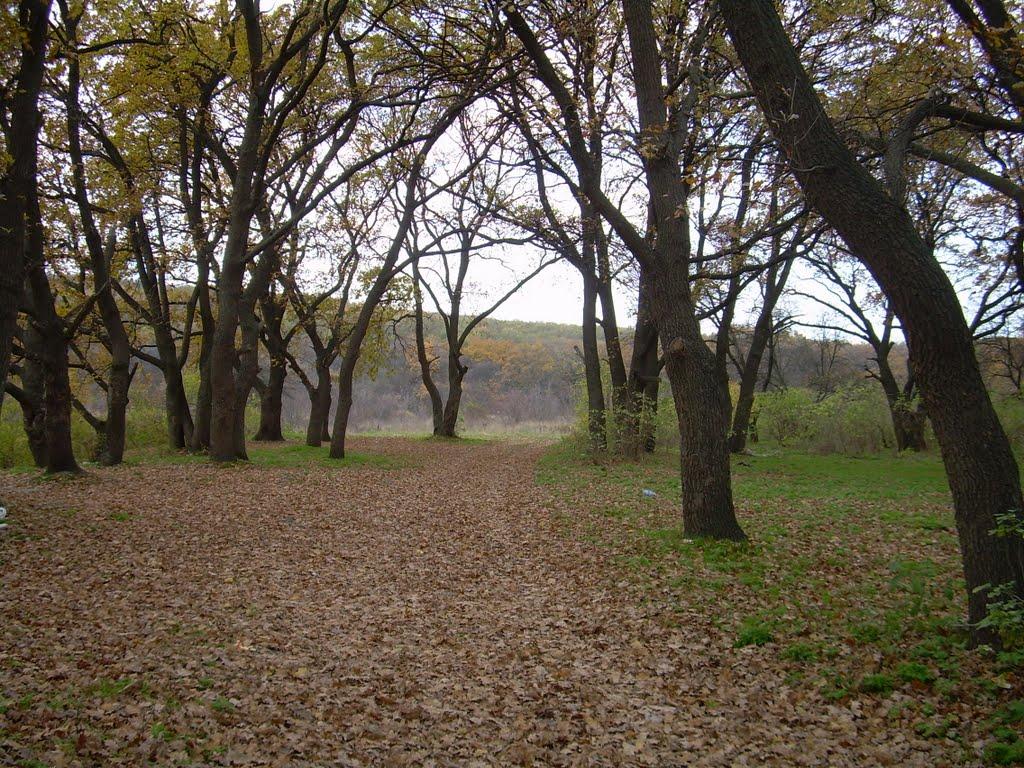 Лісне з panoramio.com - Лісне