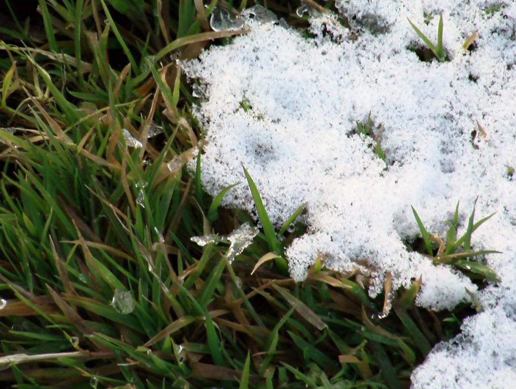 Скоморохи з panoramio.com - Скоморохи