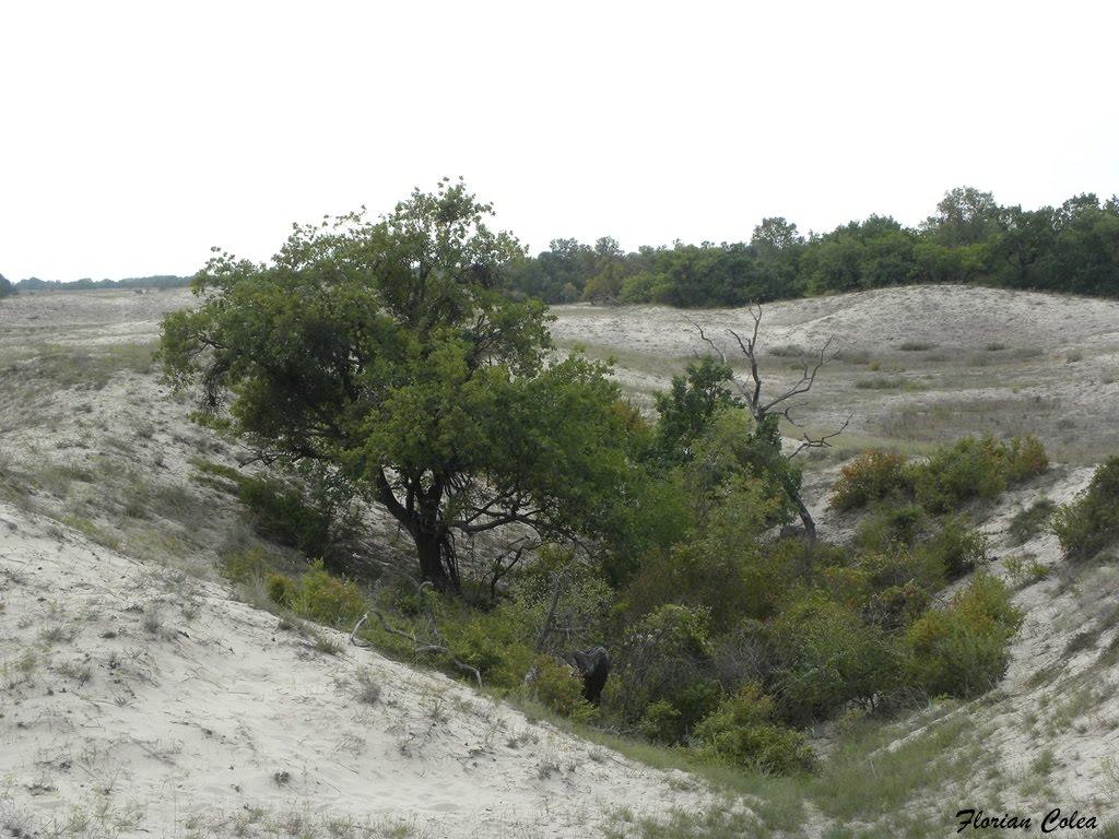Вилкове з panoramio.com (ч.2) - Вилкове