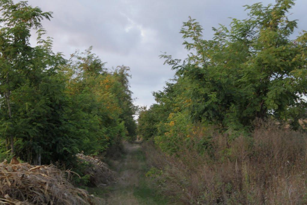 Осіївка з panoramio.com - Осіївка