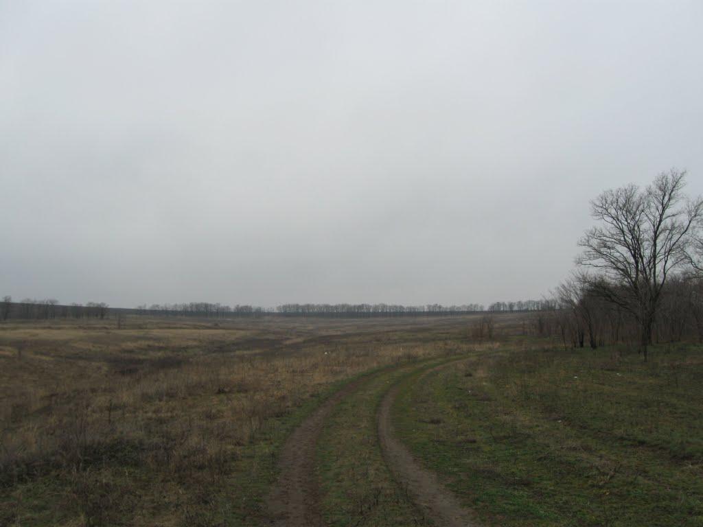 Роза з panoramio.com - Роза