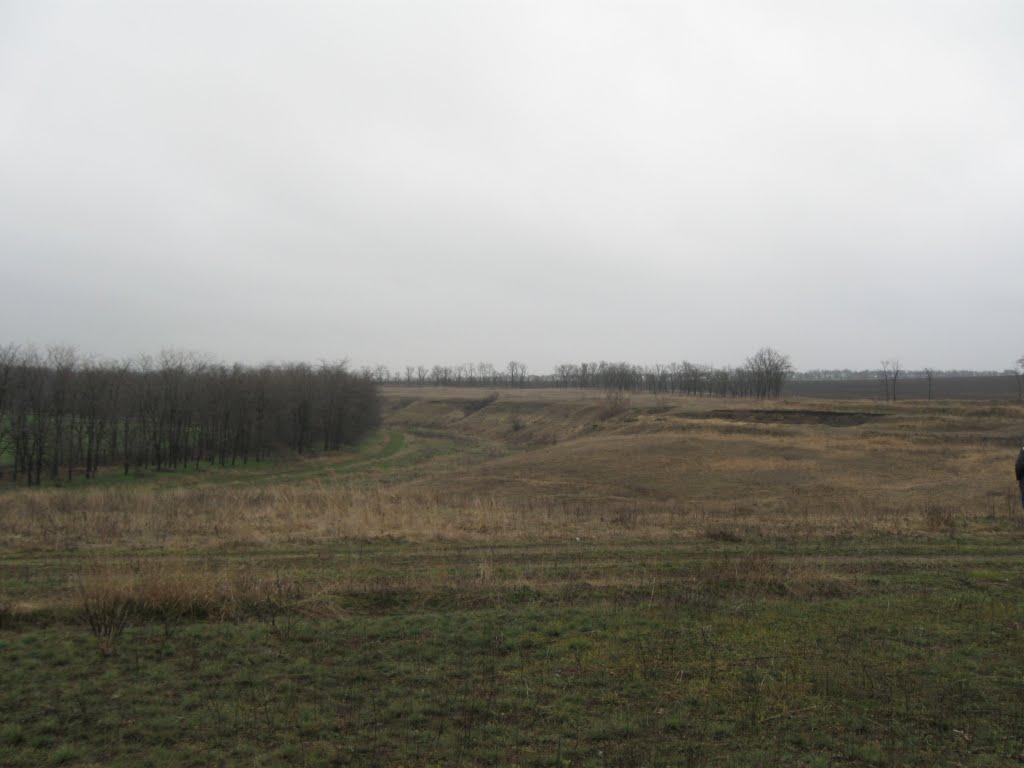 Роза з panoramio.com - Роза