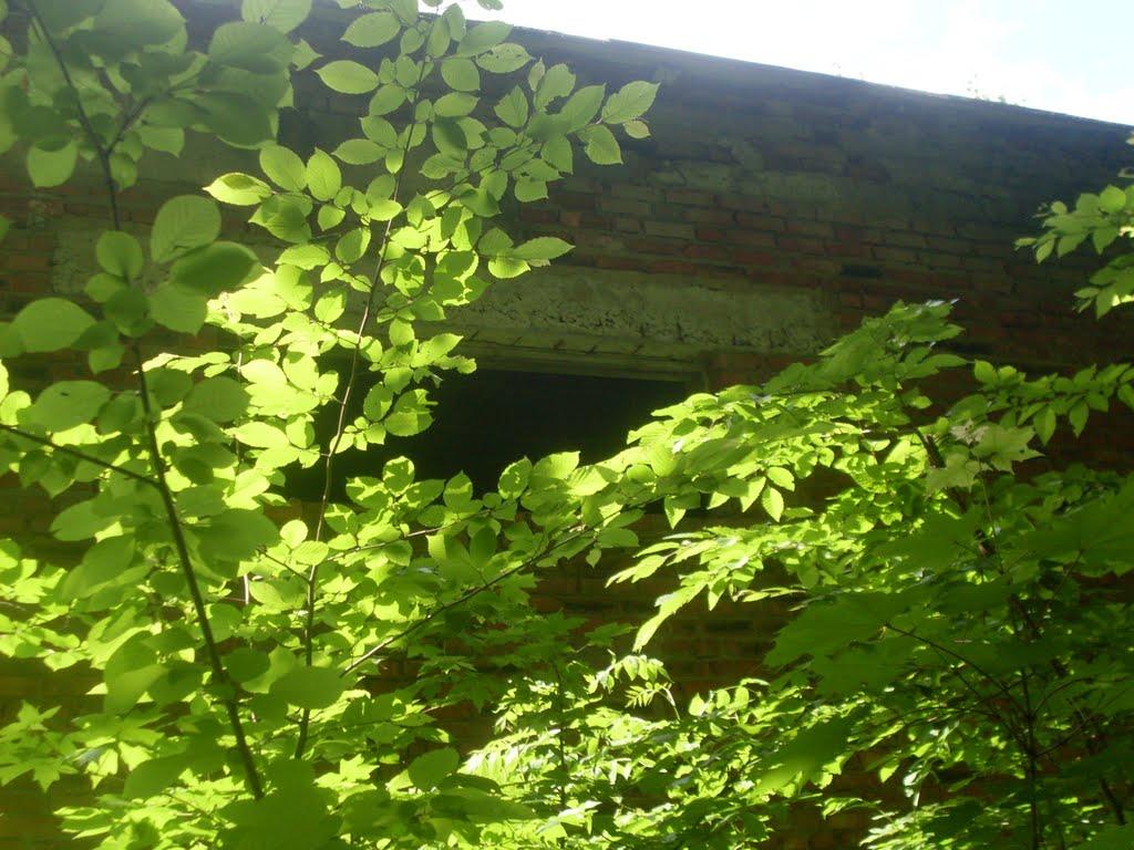 Копіївка з panoramio.com - Копіївка