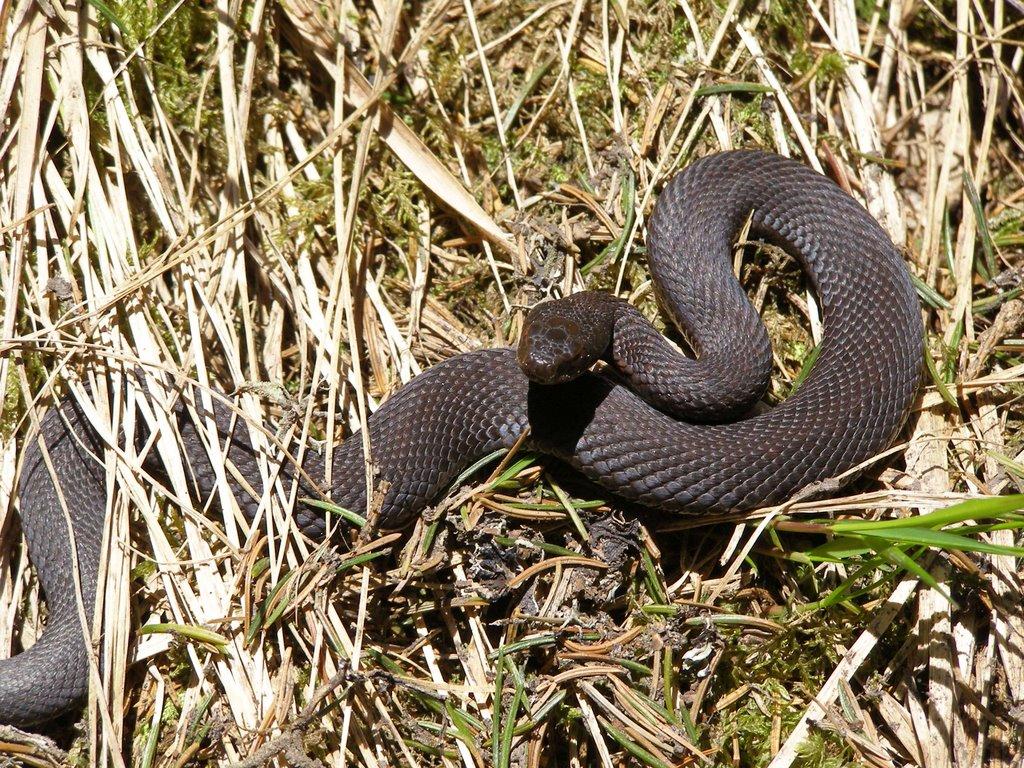 Осмолода з panoramio.com (ч.2) - Осмолода