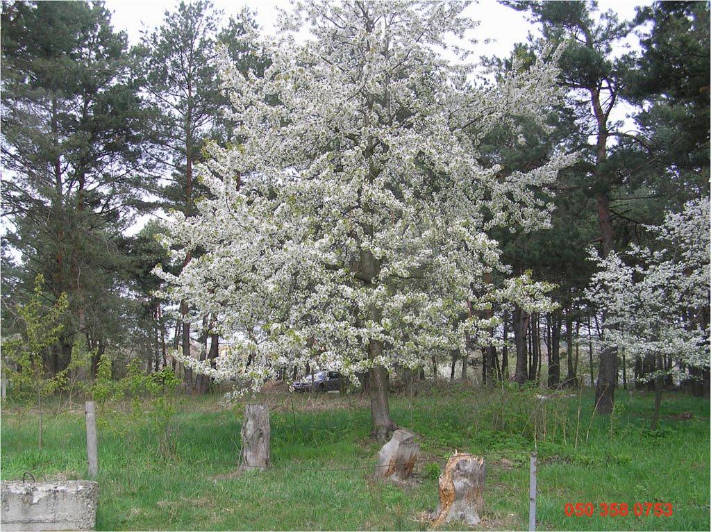 Малютянка з panoramio.com - Малютянка